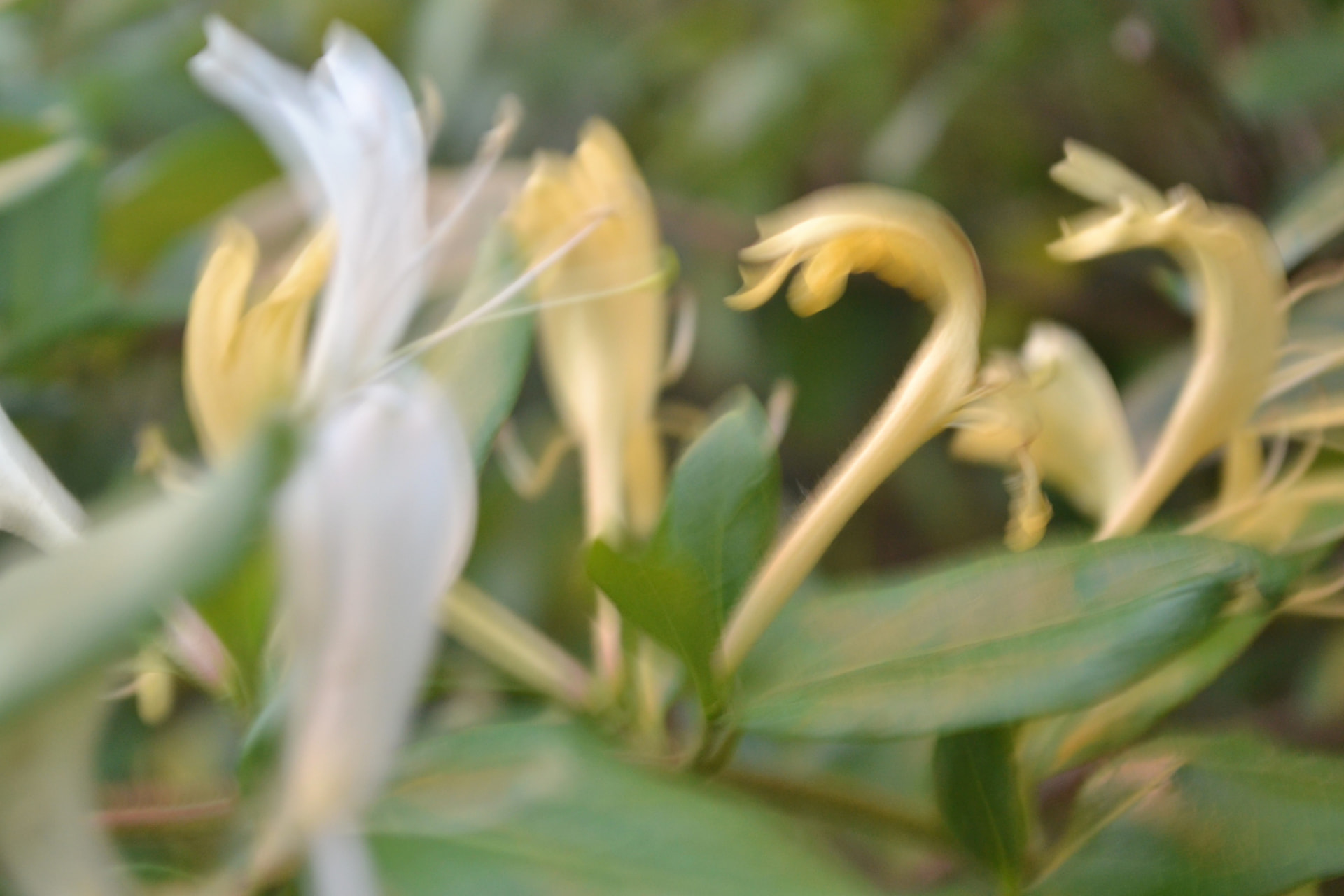Madreselvas amarillas en flor