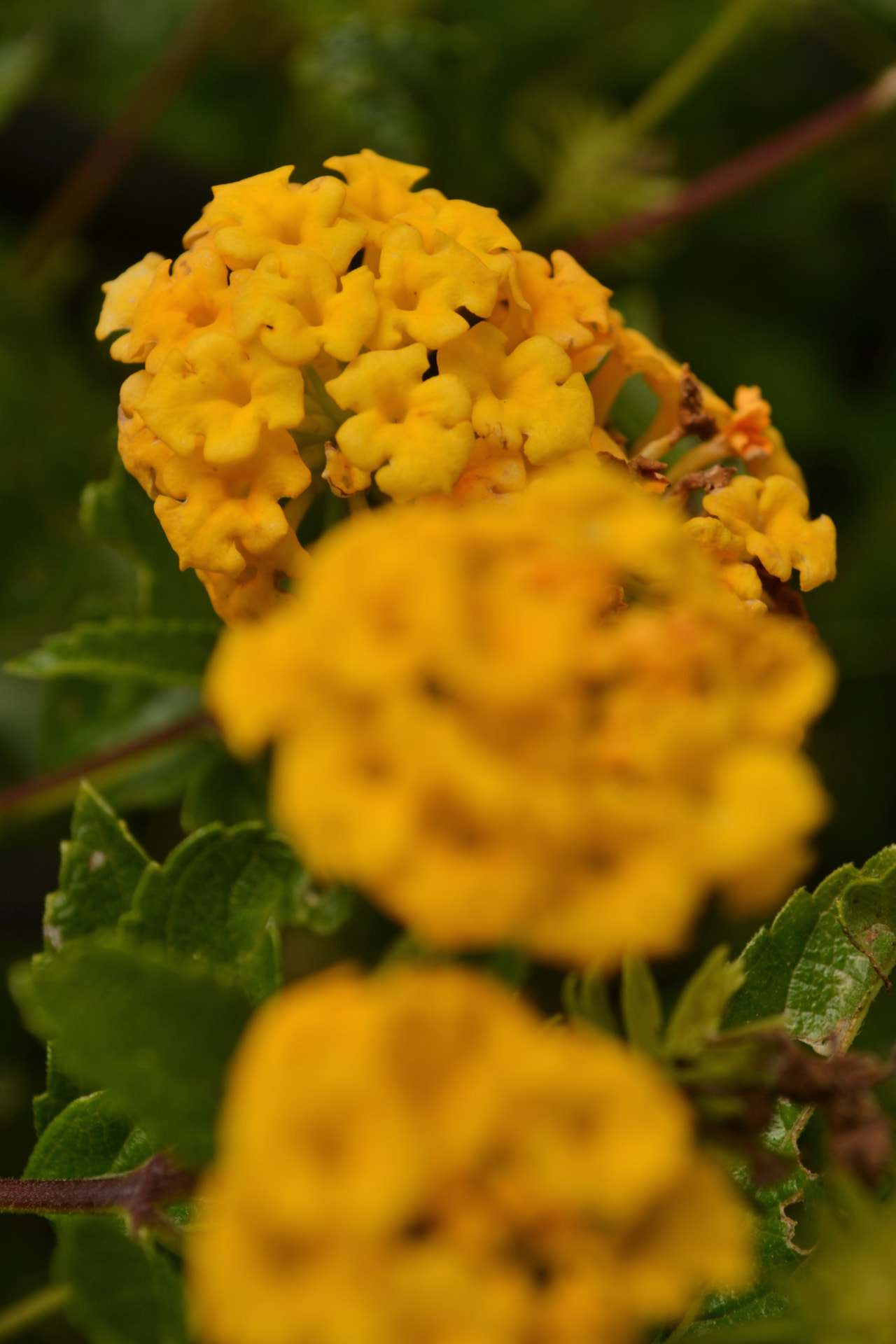 Lantanas amarillas en detalle macro